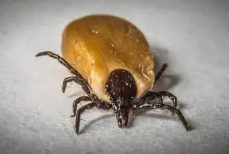 5 Places to Look for Ticks on Your Dog