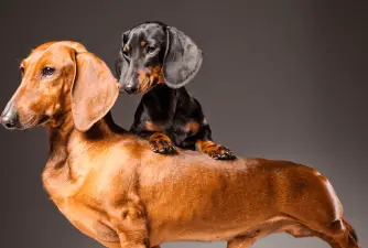 Quotes about Dachshunds