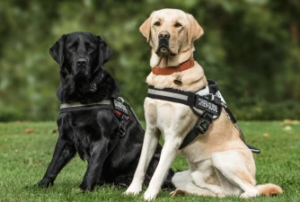 Best Dog Harness for Your Dog