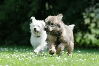How Much Exercise Is Safe For Puppies?