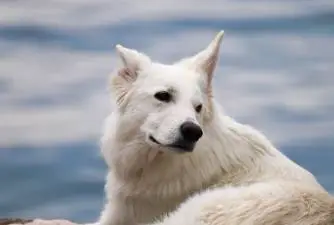 The 7 Favorite White Dog Breeds