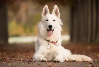 Welactin For Dogs - Types, Dosage & Side Effects