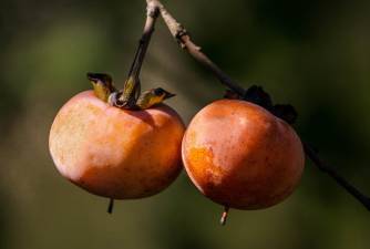 Can Dogs Eat Persimmons? Are They Good For Them?