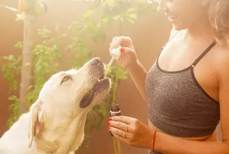 Why You Should Try CBD Oil for Dogs?