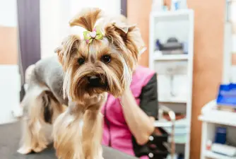 8 Things to Ask Potential Groomers Before You Choose The Right One