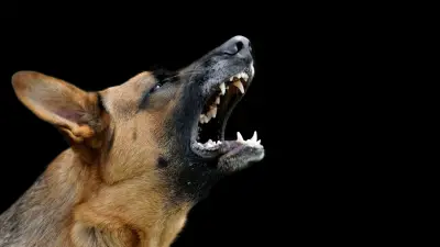 Postoje li agresivni psi?