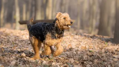10 Interesting Airedale Terrier Fun Facts You Need To Know