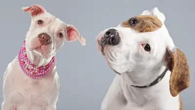 American Bulldog vs Pitbull - ¿Conoce la diferencia?