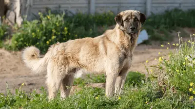 Pastor de Anatolia - Perro feroz con la mordedura más fuerte