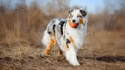 Australian Shepherd - Beautiful, Intelligent & Playful Dog Breed [2023 Owner's Guide]