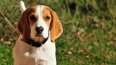 Here Are the 5 Best Dog Foods for Beagles