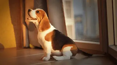 10 Interesting Beagle Fun Facts