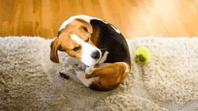 10 Best Home Remedies for Itchy Skin in Dogs