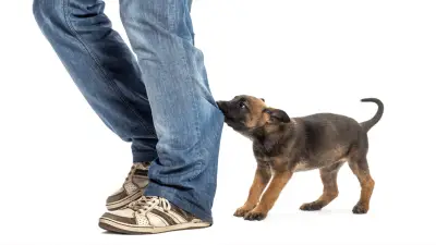 How to Stop Puppy Biting?