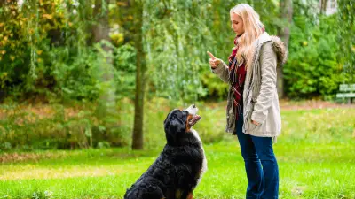 ¿Qué le enseñará el entrenamiento de obediencia a su perro?