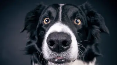 6 Best Border Collies Dog Food - Puppy, Adult & Senior