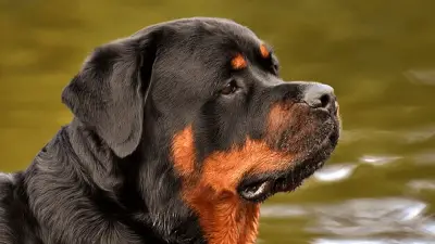 5 Best Dog Food for Rottweilers According to Rottie Owners