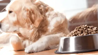 The 5 Best Dog Foods for Kidney Disease