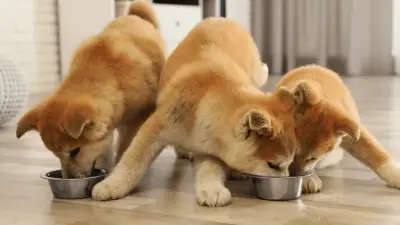 The 7 Best Dog Foods for Shiba Inu Dogs