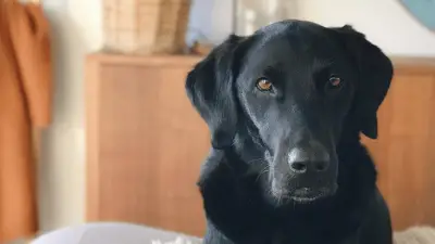 Goldador - Popular Golden Retriever Labrador Mix [Breed Guide 2023]