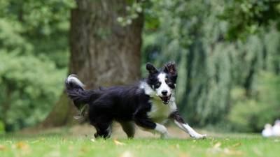 Is Drontal Plus for Dogs a Good Dewormer