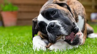 ¿Pueden los perros comer huesos de bistec? ¿Es seguro?