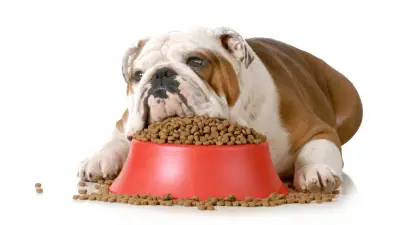 ¿Cuánto tiempo puede pasar un perro sin comer?