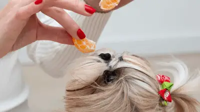¿Pueden los perros comer mandarinas?