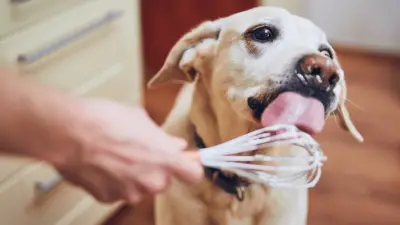 ¿Pueden los perros comer crema batida?