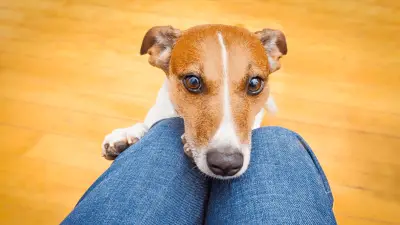 Mogu li psi osjetiti našu tugu?