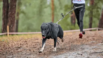 Canicross: un deporte ideal para todos los perros activos y sus dueños