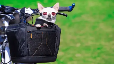 Best Dog Bike Baskets in 2023