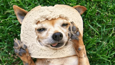 ¿Pueden los perros comer pan?