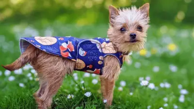 Chorkie - Perfect Small Designer Dog
