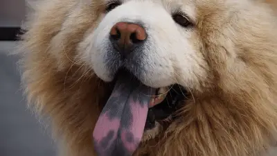 Zašto neki psi imaju mrlje na jeziku?
