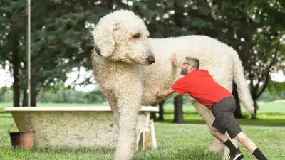 Perro Juji: ¿Has oído hablar del perro más grande del mundo?