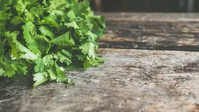 Can My Dog Safely Eat Cilantro