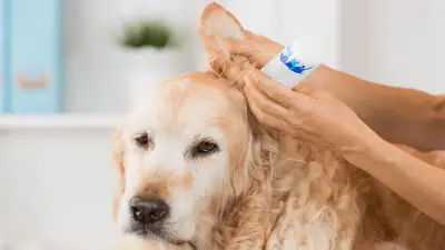 Best Ear Cleaners For Dogs