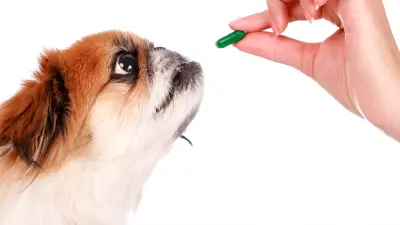 Clindamycin for Dogs - Usage & Side Effects