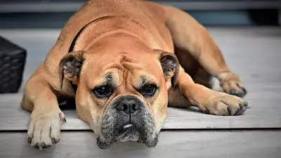 Ectropion in Dogs: Causes, Symptoms & Treatment