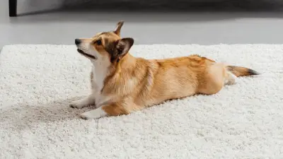 3-step Guide - How to Teach a Dog to Lie Down