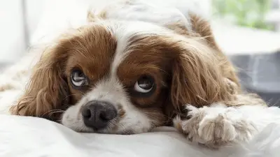 5 Main Reasons Why Your Dog Is Peeing on Bed