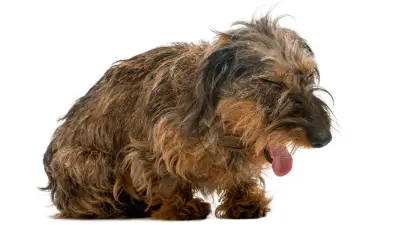 What to do if Your Dog is Coughing & Gagging