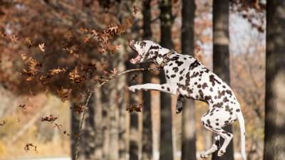 6 Dalmatian Puppy Facts