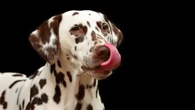 Mogu li psi jesti javorov sirup? Je li siguran za pse?