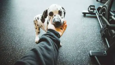 7 stvari koje niste znali o dalmatinskom psu