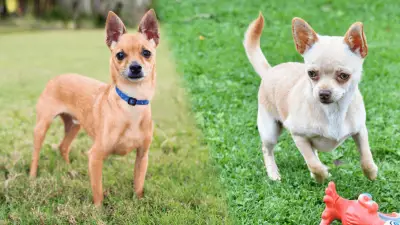Deer Head vs. Apple Head Chihuahua - Main Differences & Characteristics