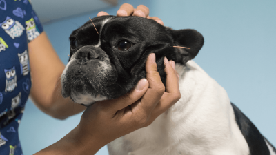 Može li akupunktura pomoći vašem psu?