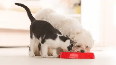 ¿Pueden los perros comer comida para gatos?