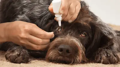 Infección del ojo del perro: causas y tratamiento